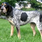 Bluetick Coonhound