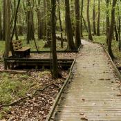Boardwalk at Congaree National Park, South Carolina
