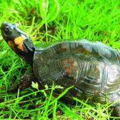 New Jersey State Reptile | Bog Turtle