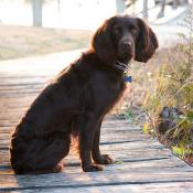 Boykin Spaniel