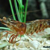 Brown shrimp; crustacean symbol of Alabama and Texas