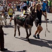 Colorado pack burro race