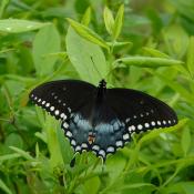 Spicebush swallowtail butterfly