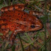 California State Amphibian - California red-legged frog (Rana draytonii)