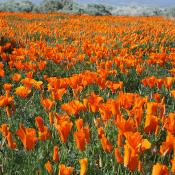 Antelope Valley California Poppy Preserve