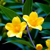 Carolina yellow jessamine flowers