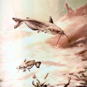 Channel catfish (Ictalurus punctatus) artwork