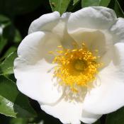 Cherokee rose; official state flower of Georgia