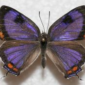 Colorado Hairstreak Butterfly