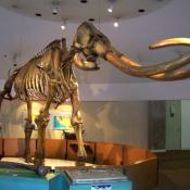 Columbian mammoth fossil