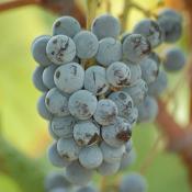 Cynthiana grapes