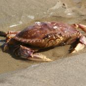 Dungeness Crab - Oregon crustacean symbol