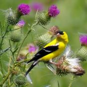Eastern goldfinch