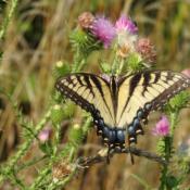 Image of Eastern Tiger Swallowtail, the official state butterfly of Alabama
