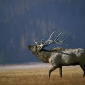 Elk bugling in Arkansas
