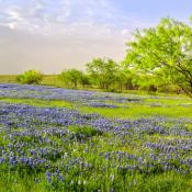 Bluebonnets in Ennis, Texas