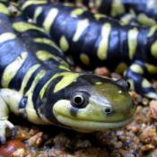 Tiger salamander (Ambystoma tigrinum)