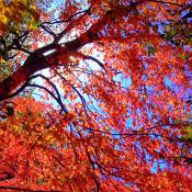 Fall foliage near Boston