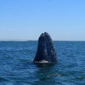 Gray whale "showing off"