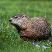 Groundhog or woodchuck