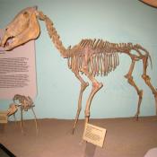 Hagerman horse fossils