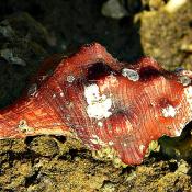 Young Florida horse conch (Triplofusus giganteus), North Palm Beach, Florida