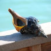 Florida horse conch