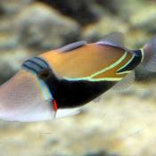 Humuhumunukunukuapua`a fish in Hawaii