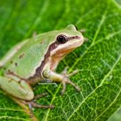 Photo taken by Vivipro of an Arizona Tree Frog - Hyla eximia