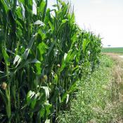 Iowa corn