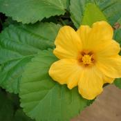 Pua ilima flower