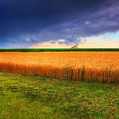 Kansas summer wheat
