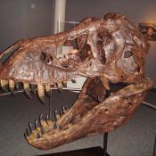 T-rex skull in the lobby of LA Science museum