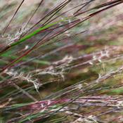 Little bluestem grass seeds