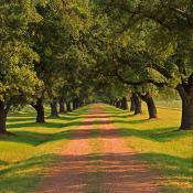 Live Oak Drive in Louisiana