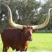 Longhorn steer