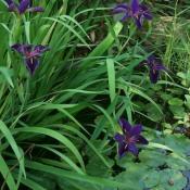 Louisiana iris flowers