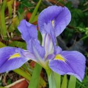 Louisiana iris wildflower