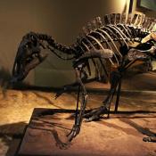 Maiasaura peeblesorum fossil