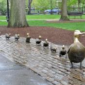 Make Way for Ducklings sculpure in Boston