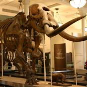 Mastodon fossil skeleton