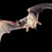 Mexican free-tailed bat in flight