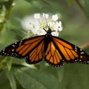 Monarch buttterfly