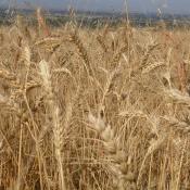 Montana wheat field