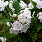 Mountain laurel - state flower of Connecticut and Pennsylvania
