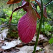 Pink lady slipper in a New Hampshire wooded yard