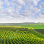 Nebraska landscape with crops