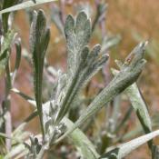 Sagebrush; Artemisia tridentata spiciformis
