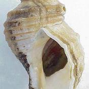 New England Neptune shell