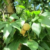 Ohio buckeye tree (Aesculus glabra)